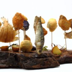 A Horta do Obradoiro 