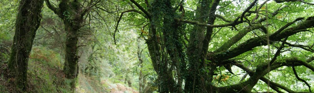 Sendero de la Fervenza de Férveda 4