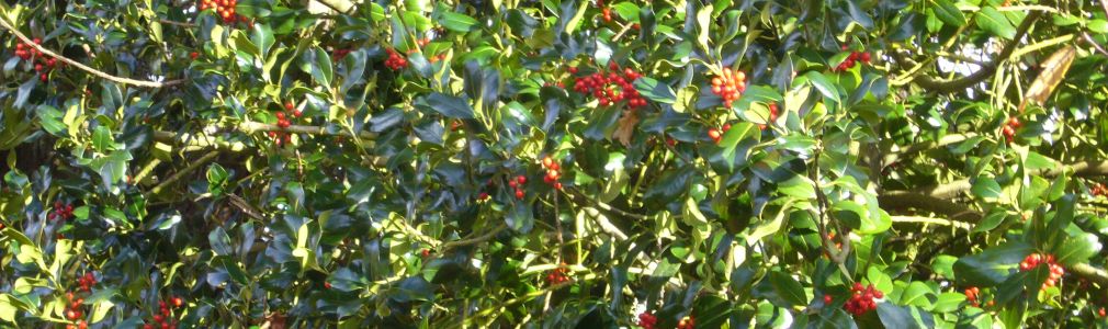 Sendero circular de Zobra 4