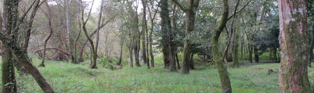 Área recreativa de Remesquide 4