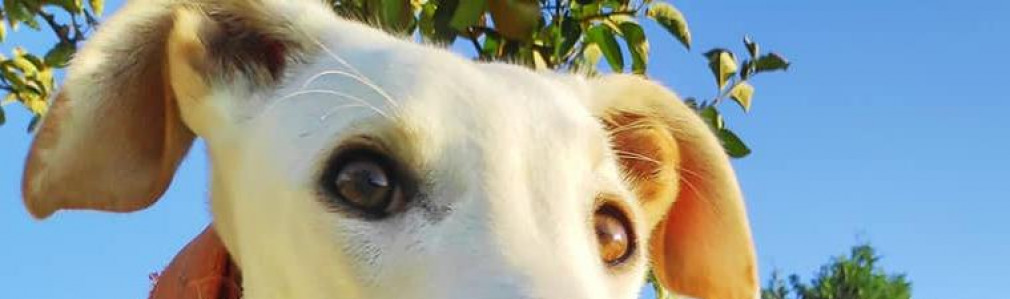 Carlomagno (Fontiñas) 