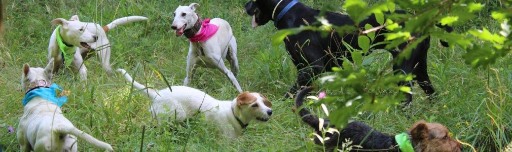 Santiago Dog Friendly