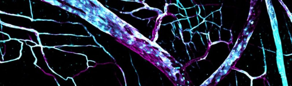 Second Workshop on Endothelium