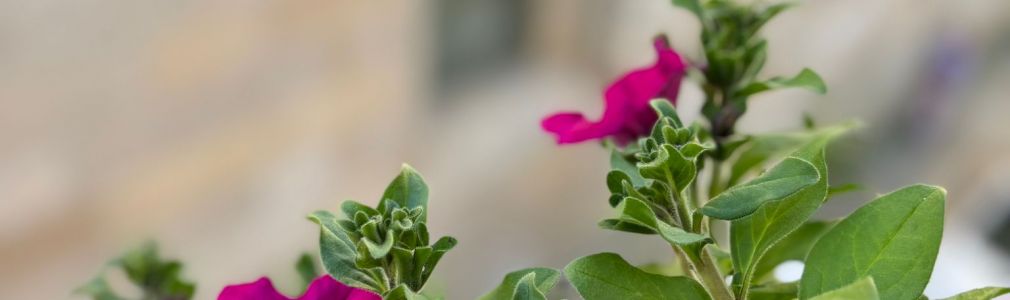 Casa Celsa-Barbantes