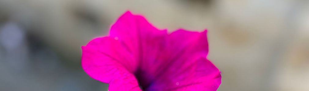 Casa Celsa-Barbantes