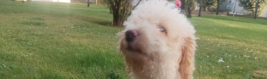 Rúa dos Irmandiños