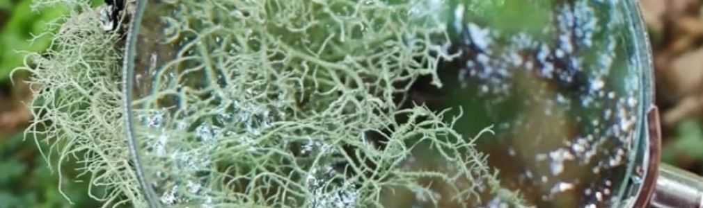 Baño de bosque shinrin yoku: solpor en a Selva Negra