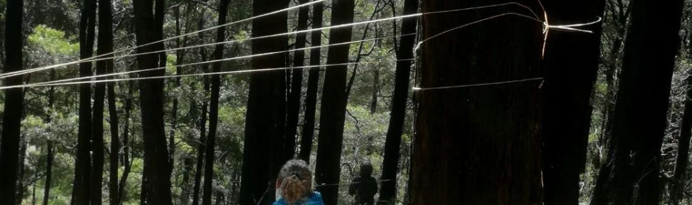 Baño de bosque shinrin yoku: solpor na Selva Negra 