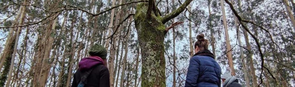 Baño de bosque shinrin yoku: solpor na Selva Negra 