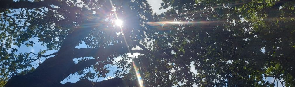 Baño de bosque shinrin yoku en a Selva Negra  
