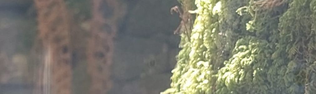 Baño de bosque shinrin yoku en a Selva Negra  