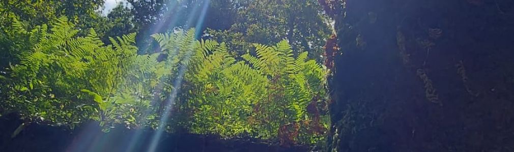 Baño de bosque shinrin yoku en a Selva Negra  