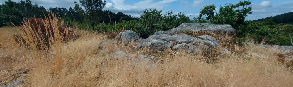 Baño de bosque shinrin yoku en a Selva Negra  