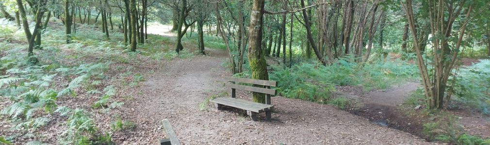 Baño de bosque shinrin yoku en a Selva Negra  
