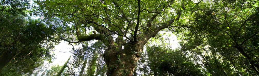 Bosque do Banquete de Conxo
