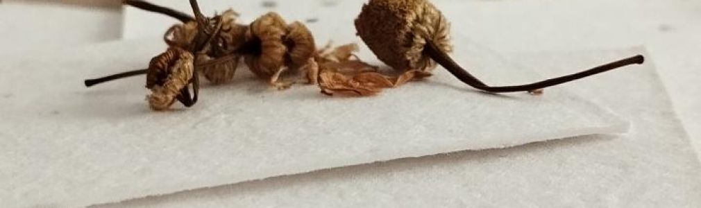 Postais con sementes: un agasallo consciente para o Nadal