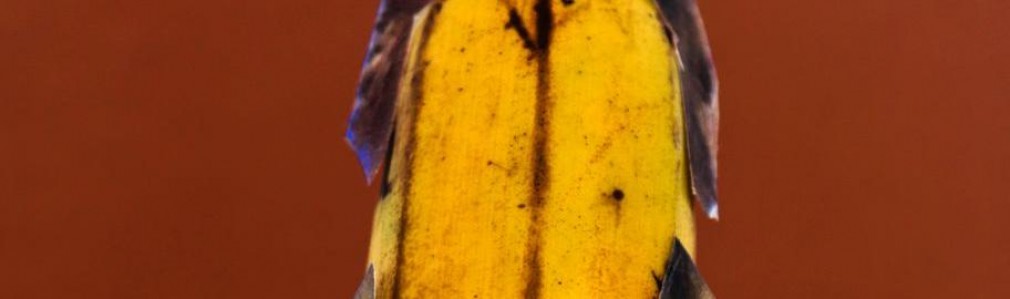 Persoaxes con potasio