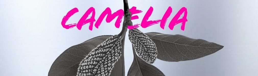 Camelia, flor de Galicia