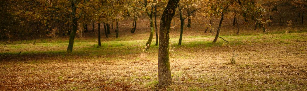 ZONAS VERDES Y ENTORNO NATURAL