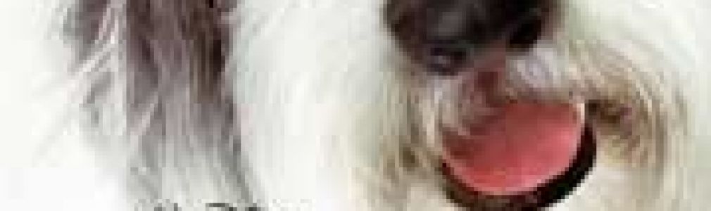 Cariño, estoy hecho un perro