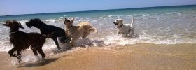 Playas para perros