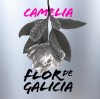 Camelia, flor de Galicia